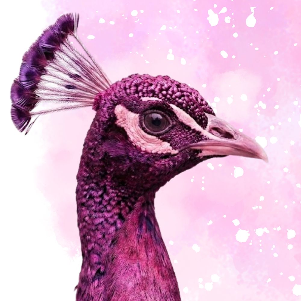 a freebie reading from Psychic Medium Lisa Bousson