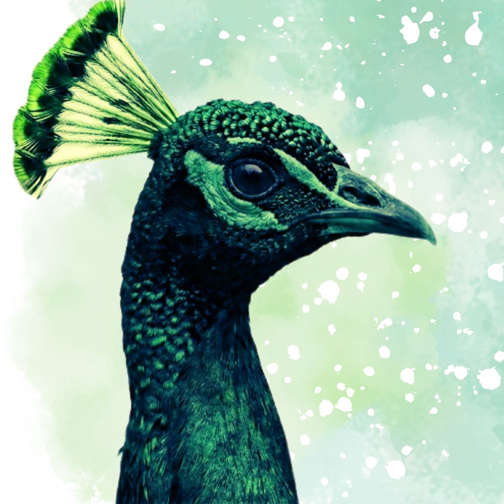 a green peacock on a green watercolor background
